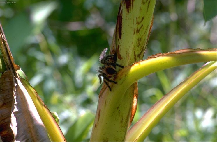Foto: Ekv�dor-Ecuador - jungle