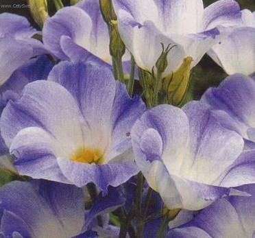 Foto: Eustoma, j�cnovka