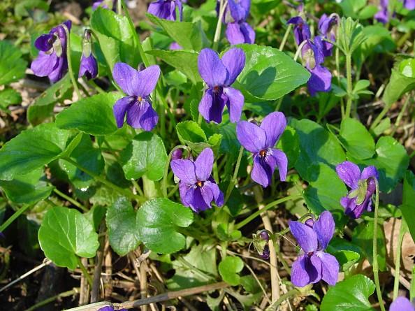 Foto: Fialka (violka) Vonn�