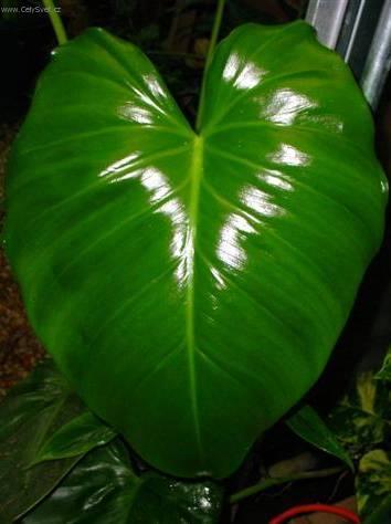 Foto: Filodendron
