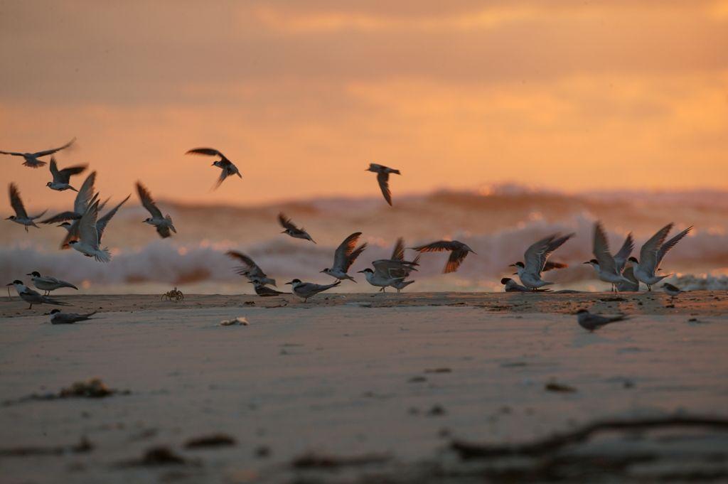 Foto: Gabon � Gabun