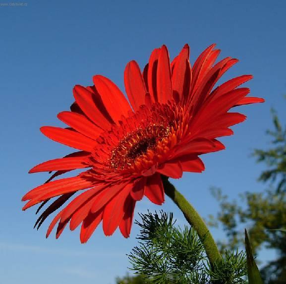 Foto: Gerbera