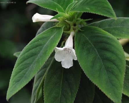 Fotky: Glox�nie (foto, obrazky)