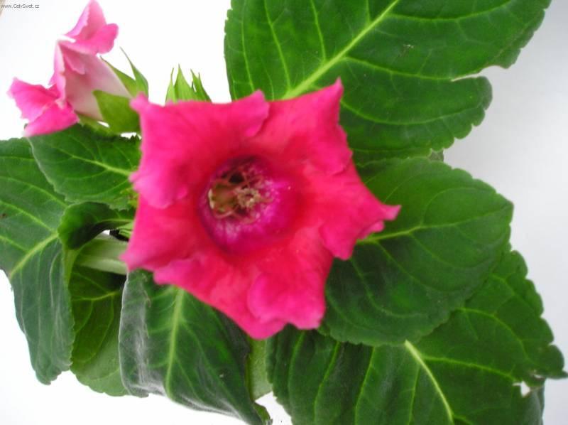 Fotky: Glox�nie (foto, obrazky)