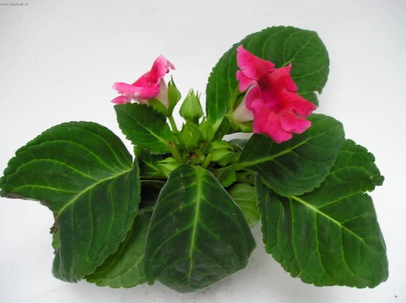 Fotky: Glox�nie (foto, obrazky)