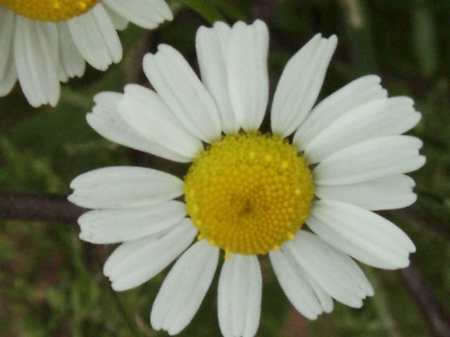 Foto: He�m�nek L�ka�sk�, Prav�