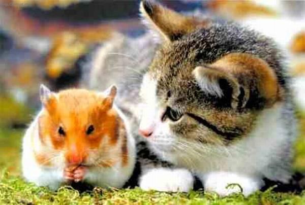 Fotky: Historie dom�c� ko�ky (foto, obrazky)