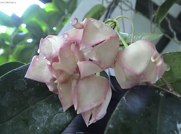 Foto: Hoja, voskovka