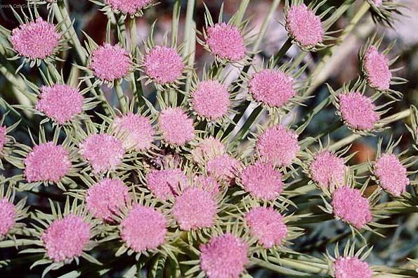 Foto: Hvozd�k alp�nsk�