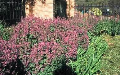 Foto: Hypoestes,  podrostovka