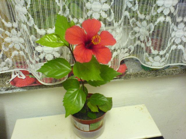 Fotky: Ibi�ek ��nsk� (foto, obrazky)