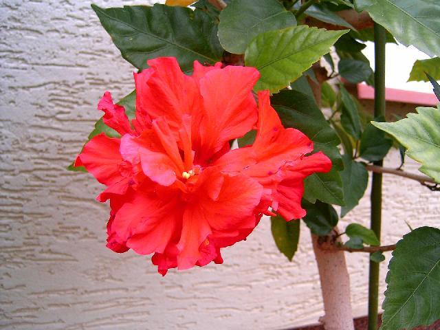 Fotky: Ibi�ek ��nsk� (foto, obrazky)