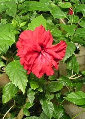 Fotky: Ibi�ek ��nsk� (foto, obrazky)