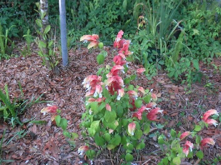 Fotky: Jakob�nie, just�cie, pr�venka (foto, obrazky)