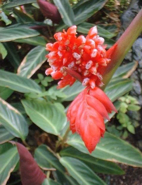 Foto: Jelen� jazyk