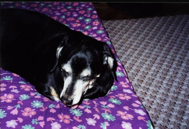 Fotky: Jezev��k (foto, obrazky)