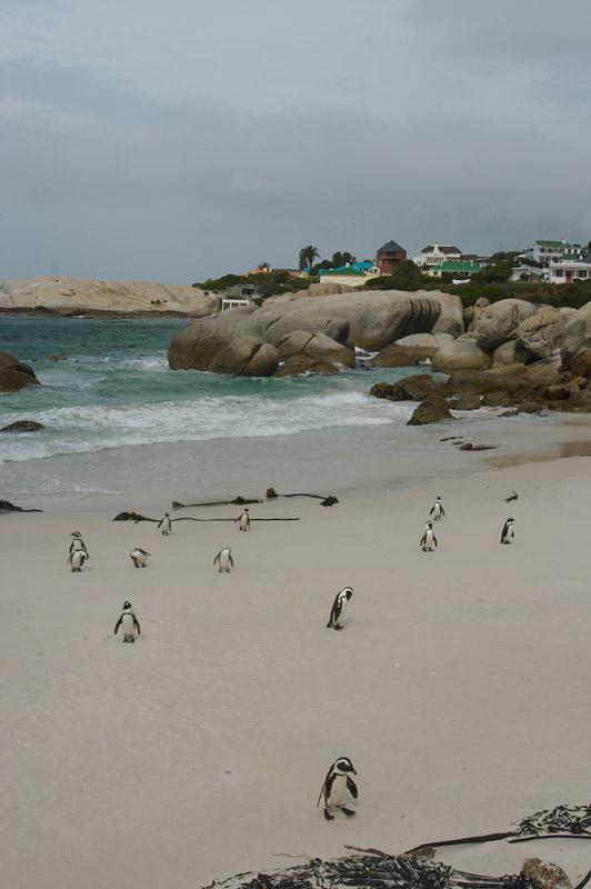 Foto: Jihoafrick� republika-Simonstown
