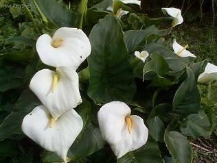 Foto: Kala, kornoutice