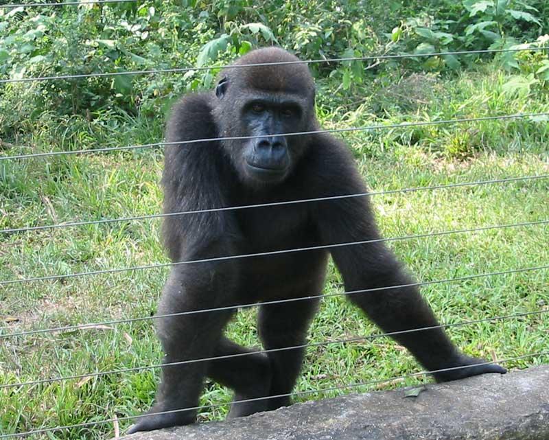 Foto: Kamerun-Yaoundee