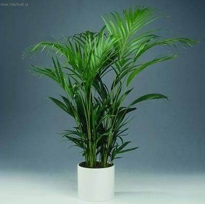 Fotky: Chrysalidokarpus na�loutl� (foto, obrazky)