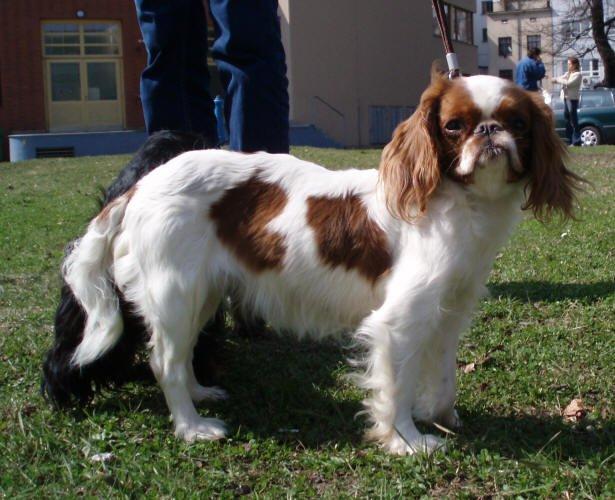 Fotky: King Charles �pan�l (foto, obrazky)