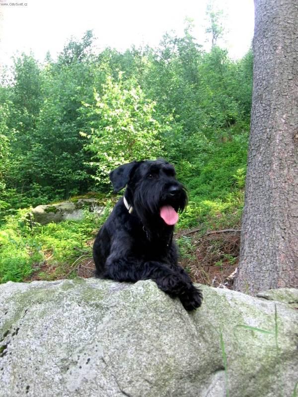 Foto: Kn�ra� velk�-Anonymn� majitel: knirac@knirac.cz