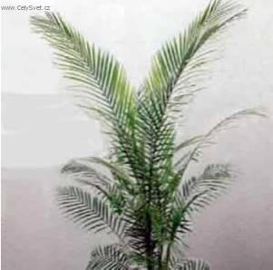 Foto: Kokosovec Weddel�v