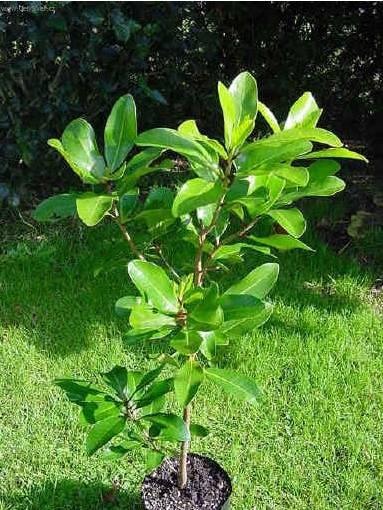 Fotky: Korynokarpus, kyjovec hladk� (foto, obrazky)