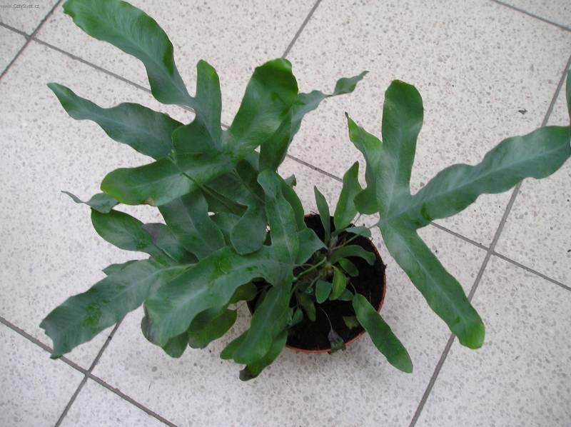 Fotky: K��delnice (foto, obrazky)