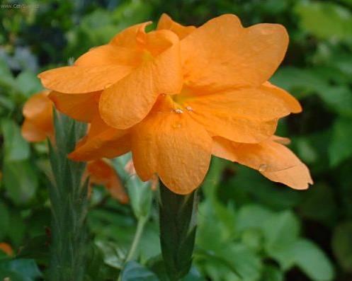 Fotky: Krosandra, t�epenitka (foto, obrazky)