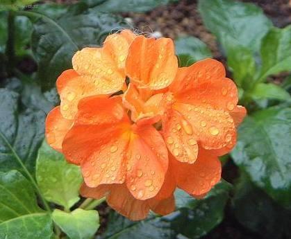 Foto: Krosandra, t�epenitka