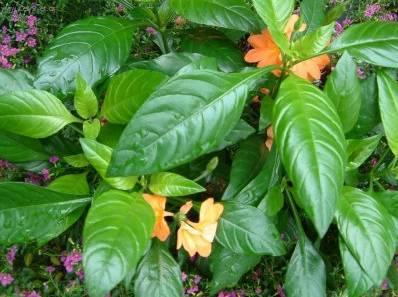 Fotky: Krosandra, t�epenitka (foto, obrazky)