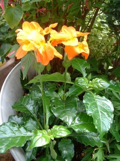 Foto: Krosandra, t�epenitka