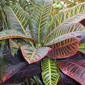 Foto: Kroton, obojan