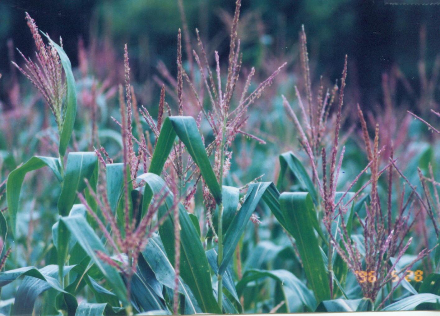 Fotky: Kuku�ice Set� (foto, obrazky)