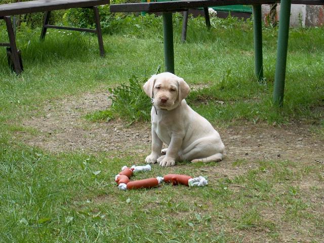 Fotky: Labradorsk� retr�vr (foto, obrazky)