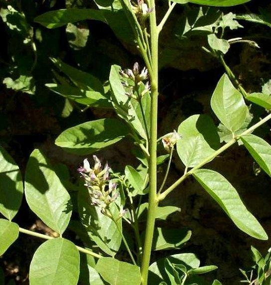 Foto: L�ko�ice Lys�