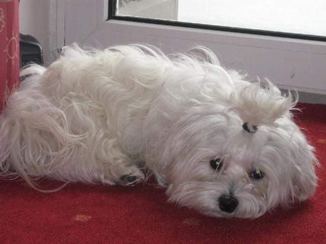 Fotky: Malt�z��ek, Malt�zsk� ps�k (foto, obrazky)