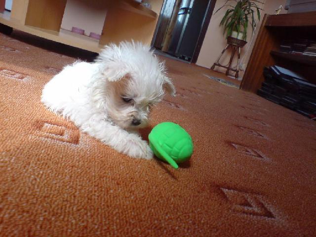 Fotky: Malt�z��ek, Malt�zsk� ps�k (foto, obrazky)