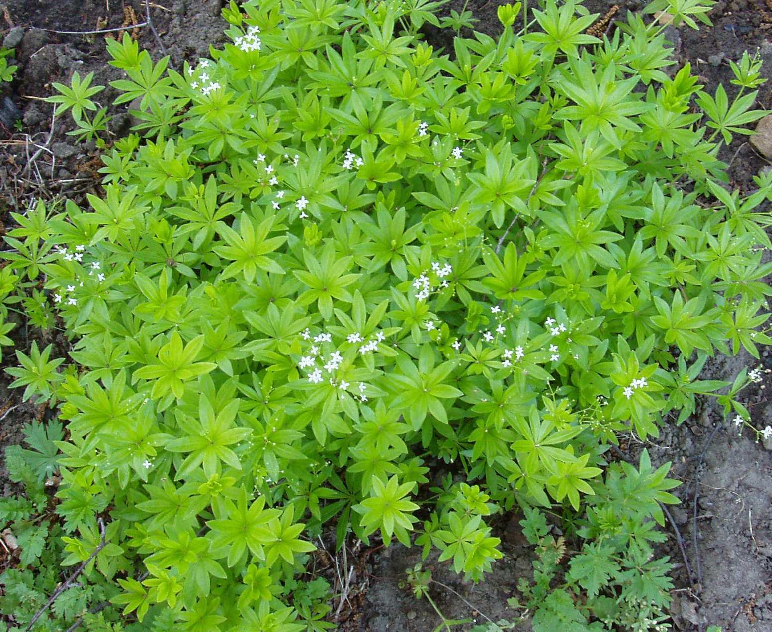 Foto: Ma�inka Vonn�