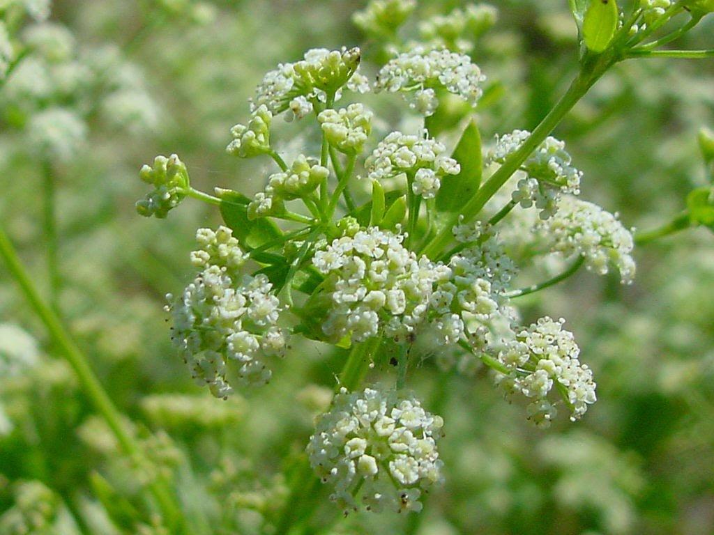 Fotky: Mi��k Celer (foto, obrazky)