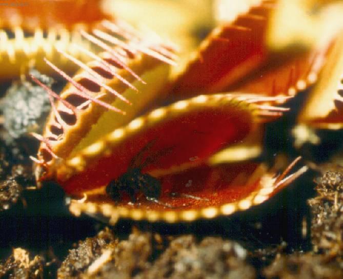 Foto: Mucholapka podivn�