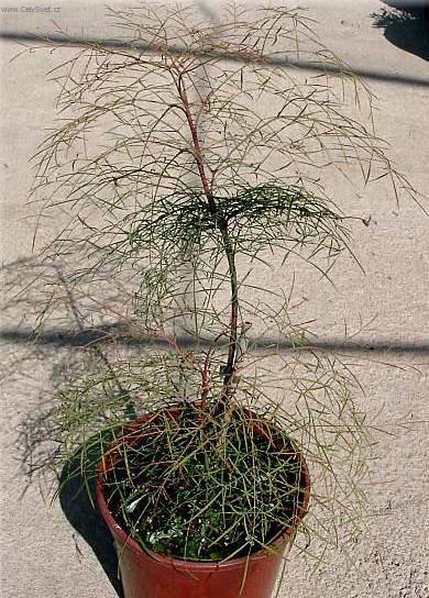 Foto: Nebesk� bambus