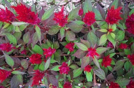 Fotky: Nevadlec (foto, obrazky)