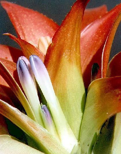 Foto: Nidul�rium, hn�zdo�