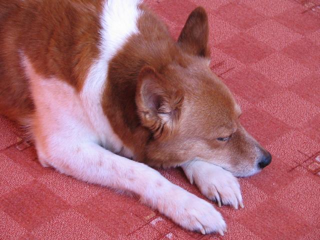 Fotky: Norbotensk� �pic (foto, obrazky)