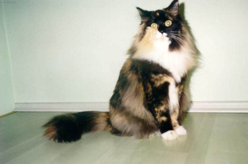 Foto: Norsk� lesn� ko�ka