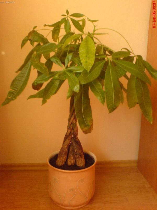 Foto: Pachira-Pestitel: Gabriel