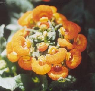 Fotky: Pantofl��ek, kalceol�rie, dmuloret (foto, obrazky)