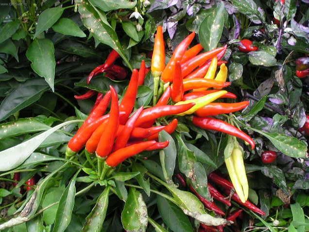 Foto: Paprika ro�n�